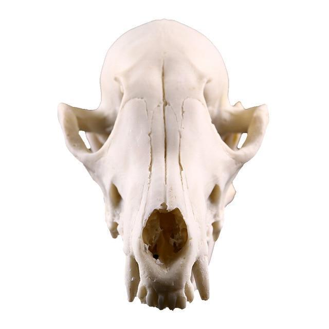 Wild Animals Skulls for Creative Craftwork