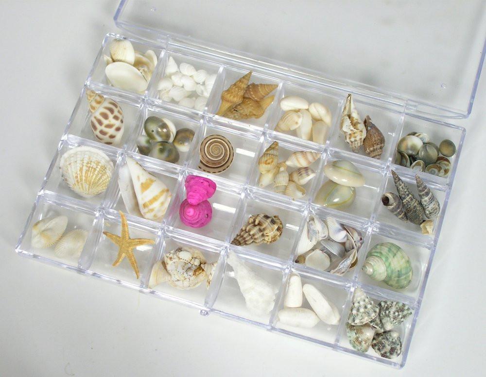 Sea Shells Bulk Assorted Variety Mix in Organizer Tray Box - 24 Varieties for Crafting Jewelry Making(2171)